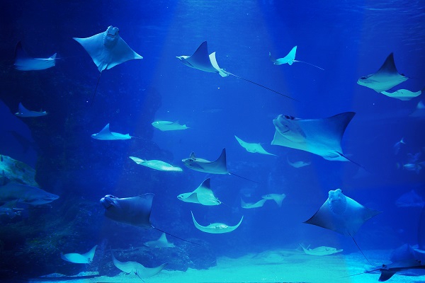 速牛配资 上海长风海洋世界“鳐鱼星空”启幕：鳐鱼翩跹如星河，解锁海洋浪漫