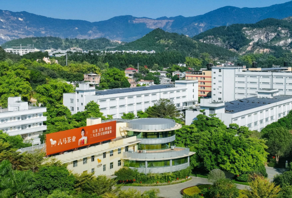 火山策略 八马茶业港股上市，被誉为中国茶叶连锁店第一品牌